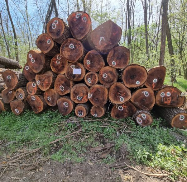 04th stack F2 black walnut logs 39,33 m³ (Vukovar)